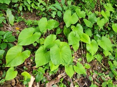 Homalomena philippinensis