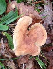 Basidiomycota