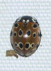 Anatis ocellata