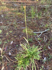 Rhynchospora ciliaris