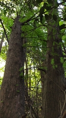 Taxodium distichum