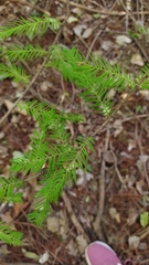 Taxodium distichum