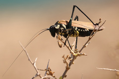 Scaphura elegans