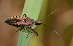 Rhynocoris erythropus