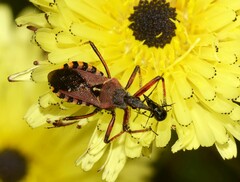 Rhynocoris erythropus