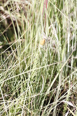 Helichrysum herbaceum