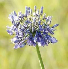 Agapanthus campanulatus