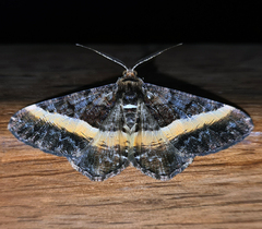 Harutalcis vialis