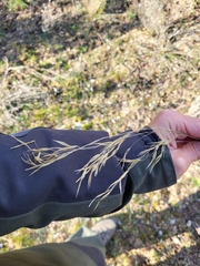 Celtica gigantea