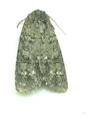 Acronicta impleta