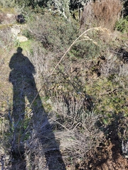 Celtica gigantea