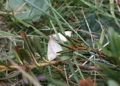 Eulithis populata