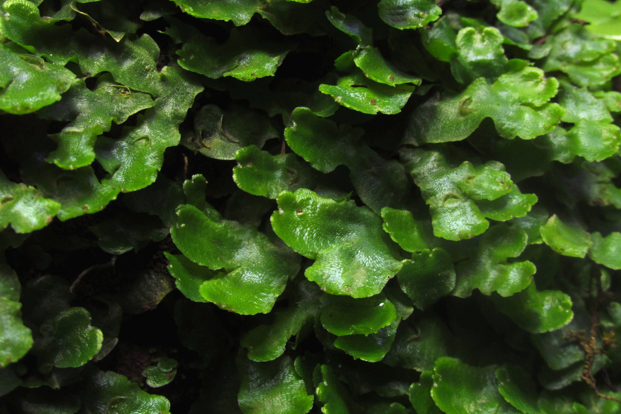 Lunularia cruciata