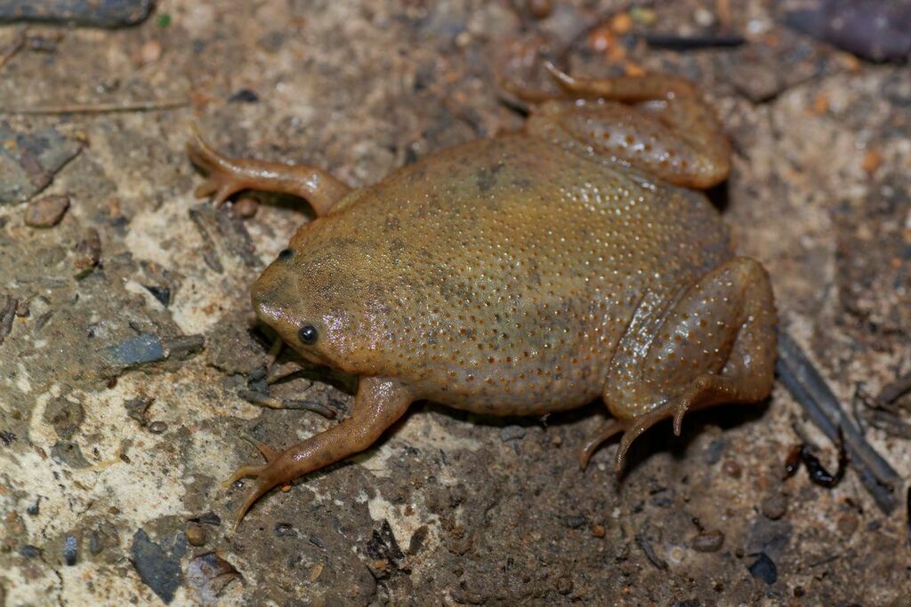 Albina Surinam Toad