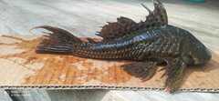 Pterygoplichthys weberi