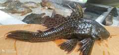Pterygoplichthys weberi