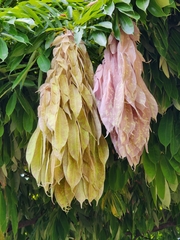 Brownea grandiceps