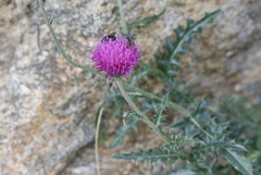 Carduus defloratus
