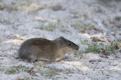 Cavia