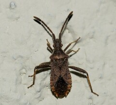 Coriomeris denticulatus