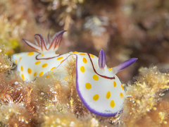 Goniobranchus annulatus