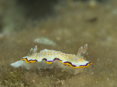 Goniobranchus obsoletus
