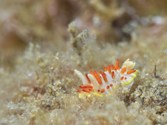Diaphorodoris papillata