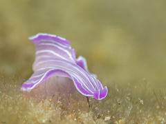 Prostheceraeus roseus