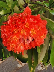 Brownea grandiceps