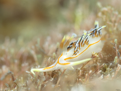 Phidiana militaris