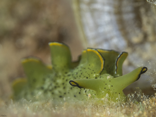 Ornate sap-sucking slug