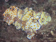 Goniobranchus annulatus