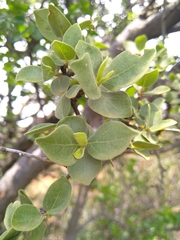Vangueria parvifolia