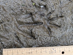 Myocastor coypus