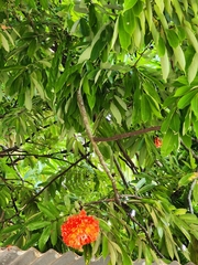 Brownea grandiceps