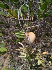 Ancylobothrys capensis