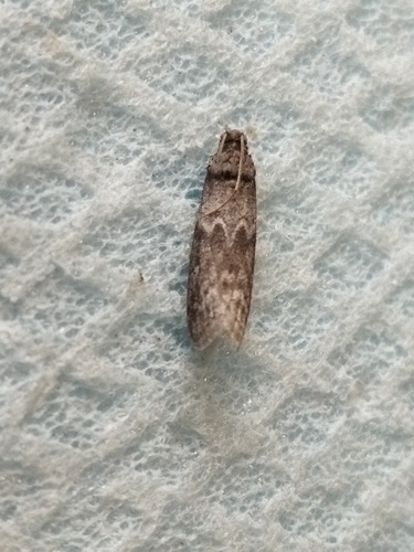 Locust Bean Moth
