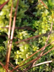 Sphagnum perichaetiale