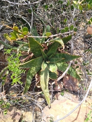 Aloe greatheadii davyana