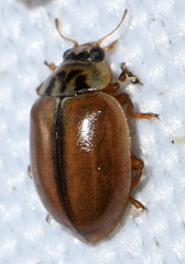 Aphidecta obliterata