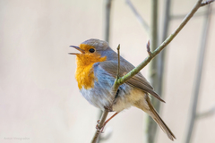 Erithacus rubecula