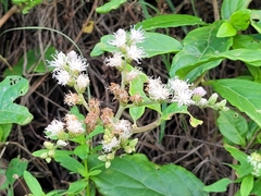 Cyrtocymura scorpioides