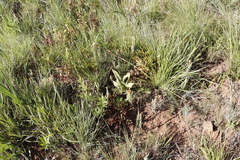 Helichrysum herbaceum