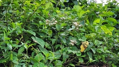 Cyrtocymura scorpioides