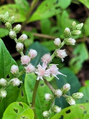 Cyrtocymura scorpioides