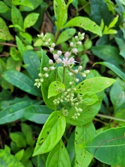 Cyrtocymura scorpioides