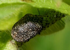 Psacasta exanthematica