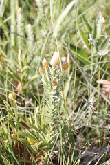 Helichrysum herbaceum