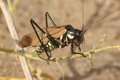 Scaphura elegans