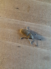 Phoenicobiella schwarzii